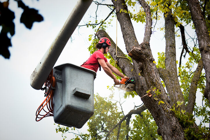 Tree services by Ambassador Lawn & Landscape Maintenance