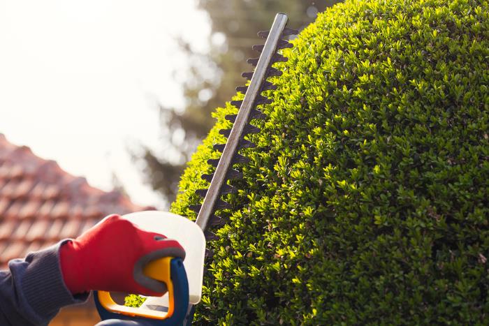 Pruning in by Ambassador Lawn & Landscape Maintenance