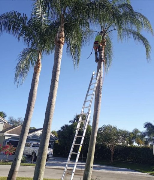 Tree Services in Pembroke Pines, FL (1)