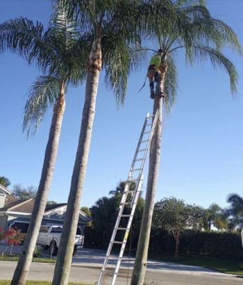 Tree services in Hypoluxo by Ambassador Lawn & Landscape Maintenance