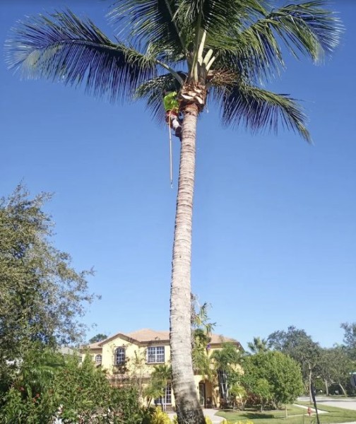 Tree Services in Royal Palm Beach, FL (1)